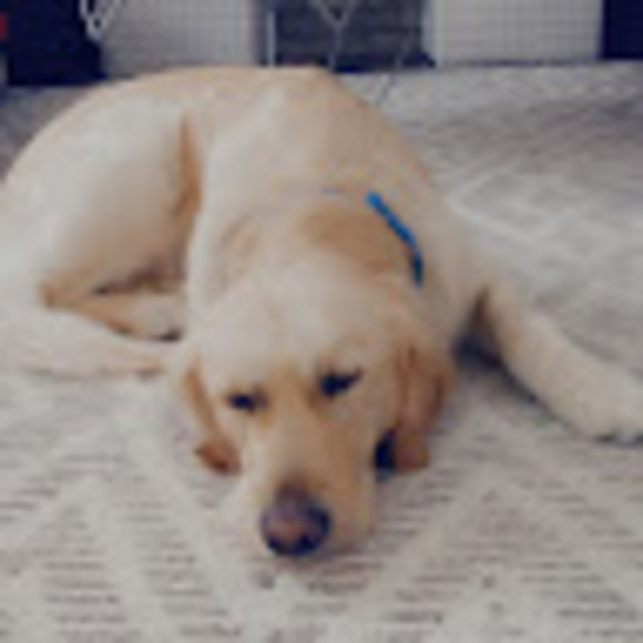 Meet your Posher, Elsa - Picture 1 of 1